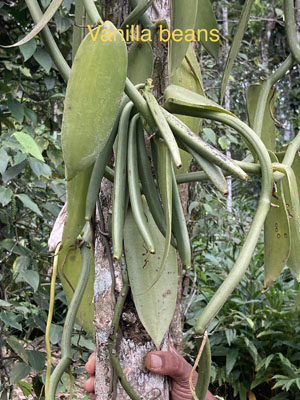 vanilla beans